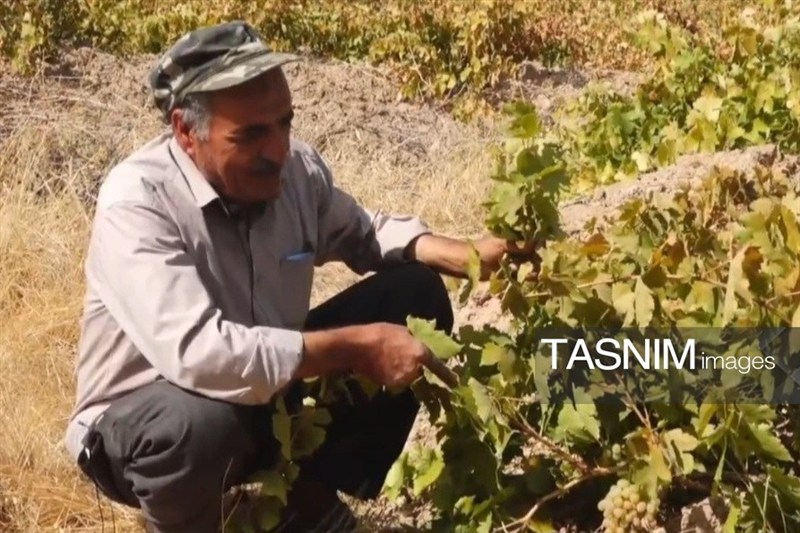 اخبار بیجار , اخبار استان کردستان , کشاورزی ,